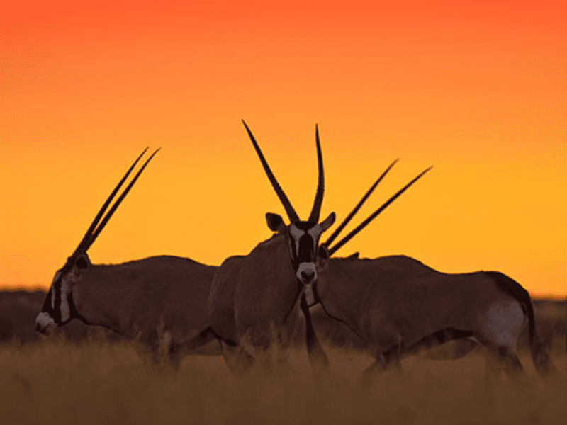 Oryx Namibia Etienne Oosthuizen