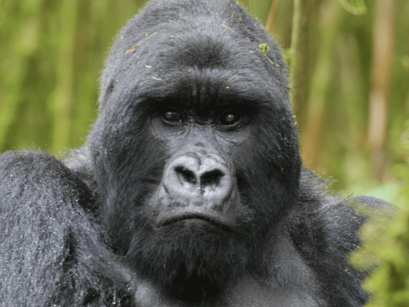 Mountain Gorilla - Rwanda