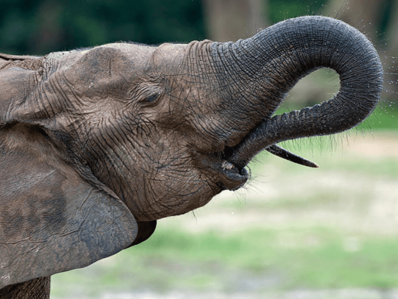 Forest Elephant - Central African Republic