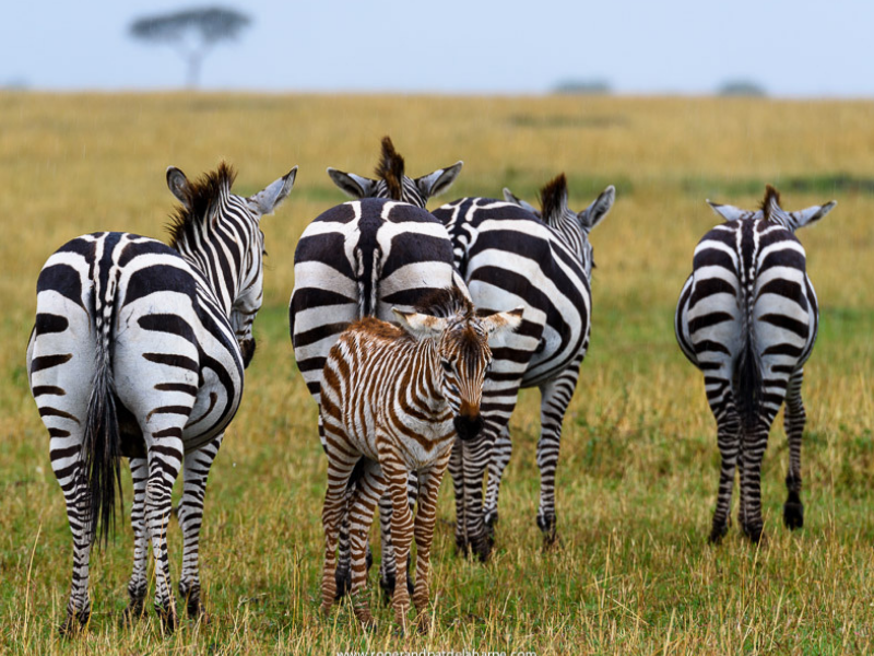 Zebras Serengeti Roger de la Harpe
