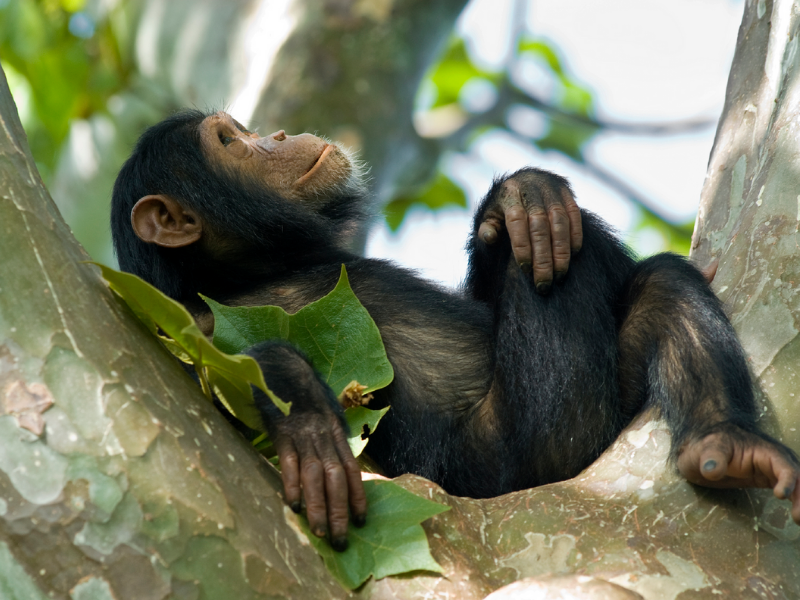Chimp - Rwanda