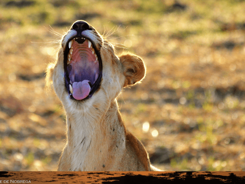 Lion yawn - Zakouma - Chad