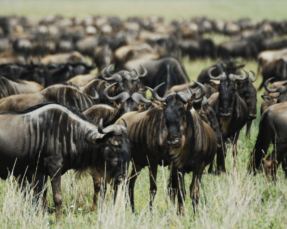 Wildebeest - Essence of Tanzania Safari
