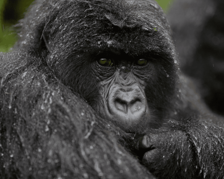 uganda_wildlife_gorillas_bwindi_27