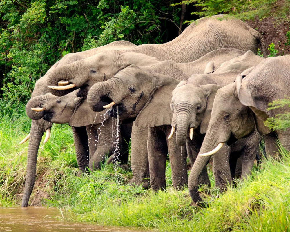 uganda_wildlife_elephants_ishasha_02