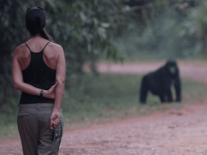 uganda_wildlife_gorillas_bwindi_04