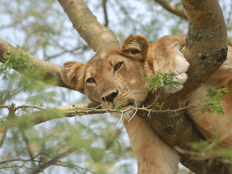 Lioness - Ishasha - Queen Elizabeth National Park