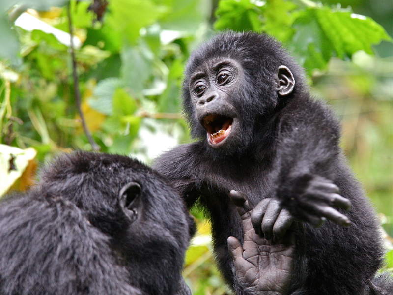 Gorillas - Uganda