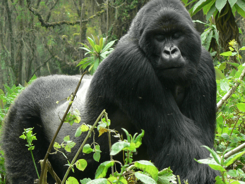 Rwanda Gorillas-RDB (7)