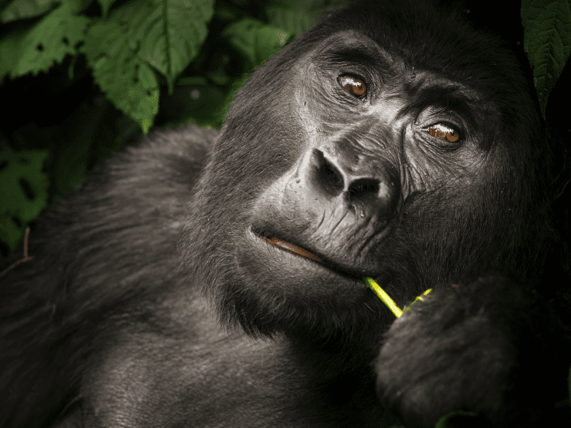 uganda wildlife gorilla bwindi Credit RogerDeLaHarpe