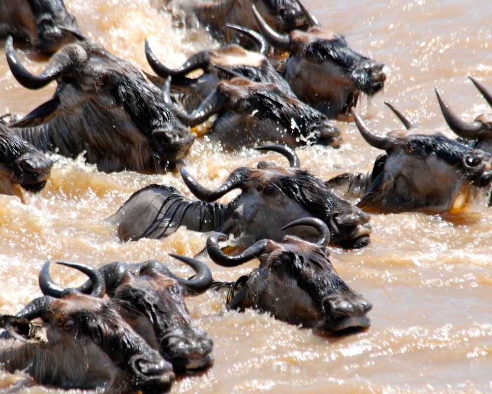 Wildebeest River Crossing - Serengeti North