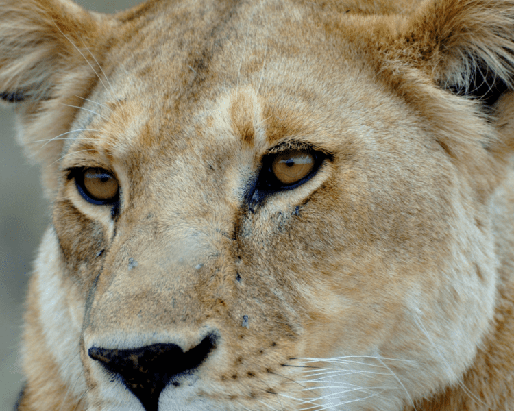 Lioness - Ndutu - Serengeti