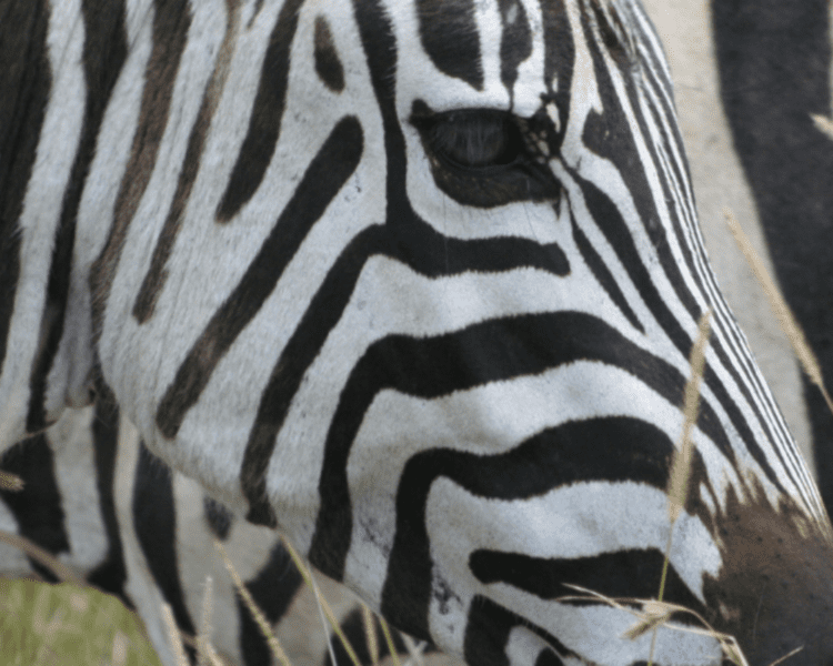 Zebra - Ndutu - Serengeti