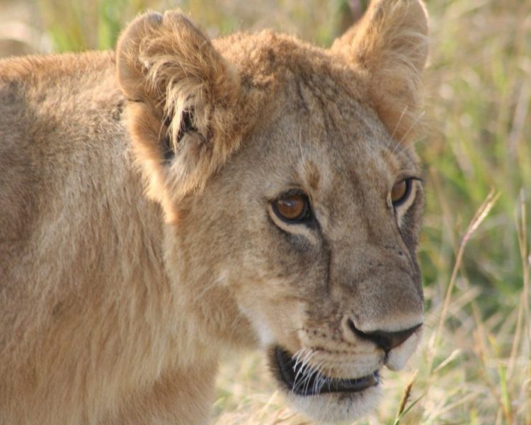 Young Lion Kenya