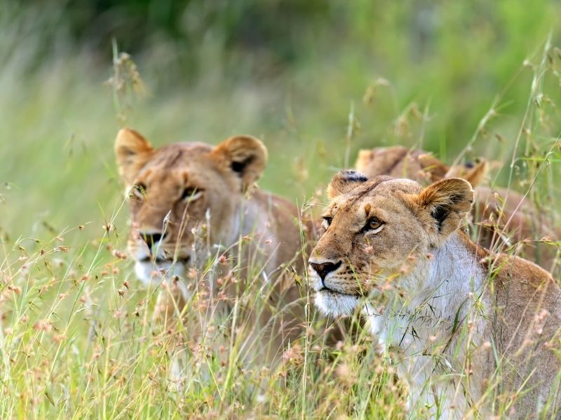 Lionesses Masai Mara