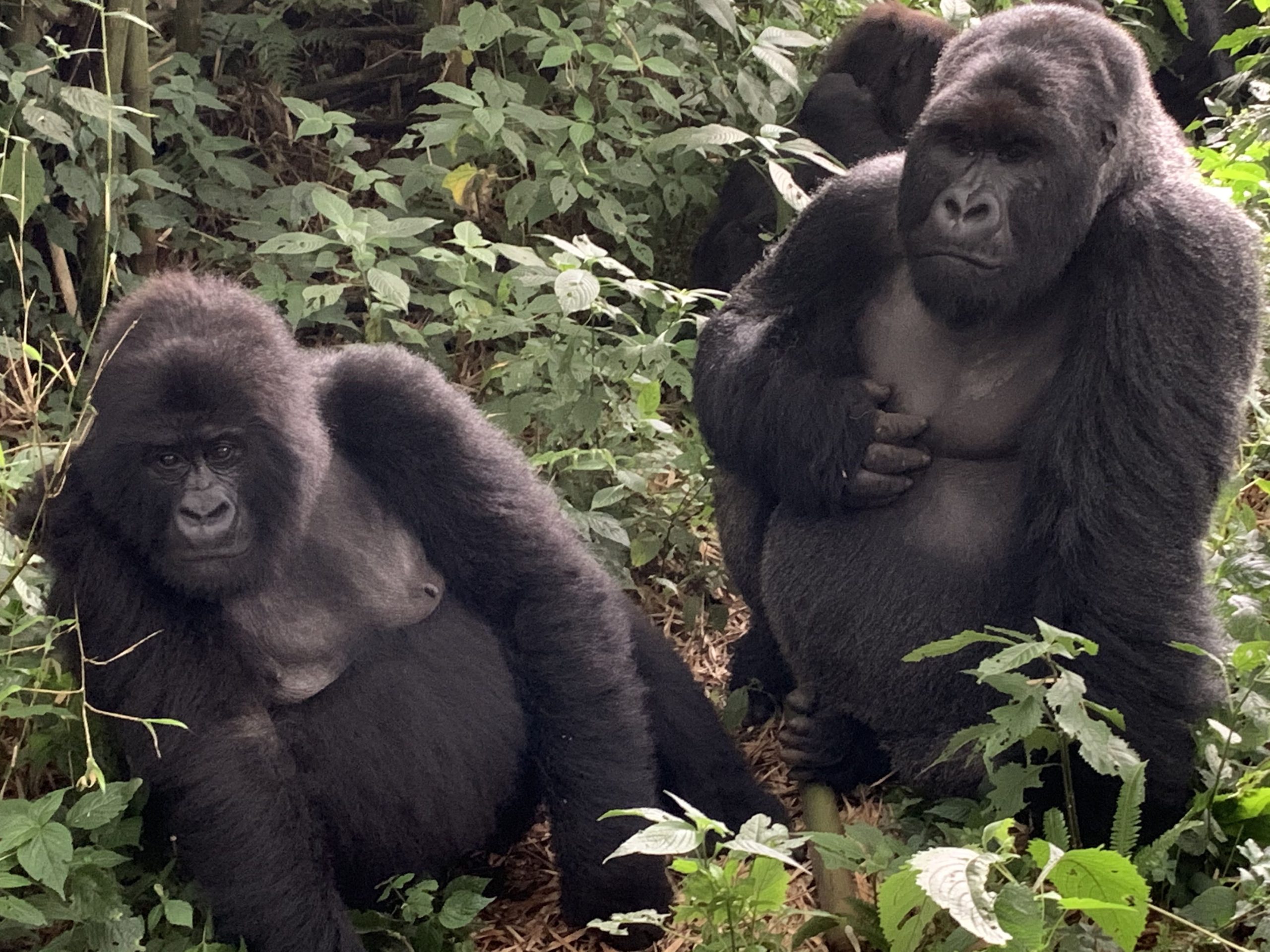 Gorillas - Bucket List Safaris - Gorilla Trekking