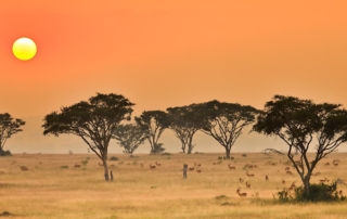 Wild Frontiers - Blog - East and Central Africa