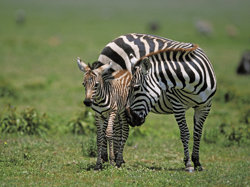 Zebras - Bucket List Safaris