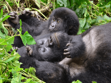 Gorillas - Bucket List safaris - Gorilla Trekking