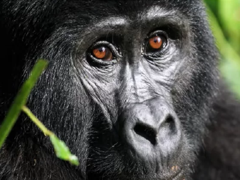 Gorilla - Uganda